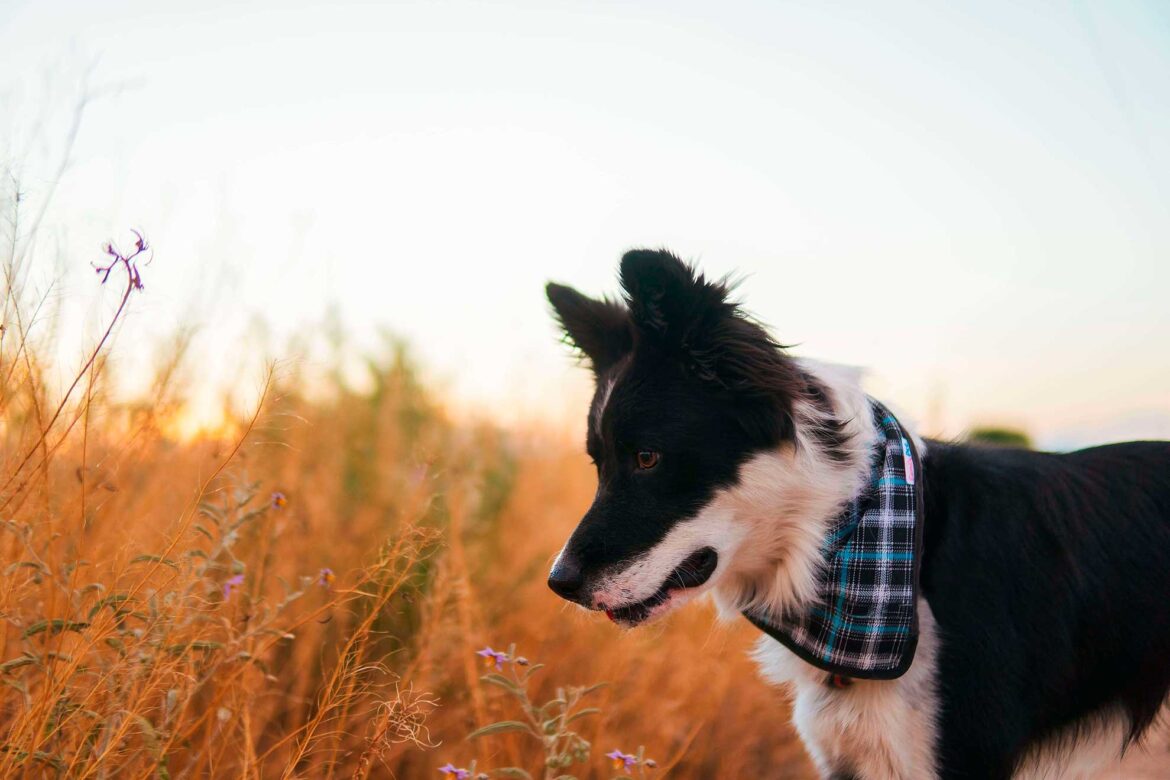 Border Collie a passear no campo!