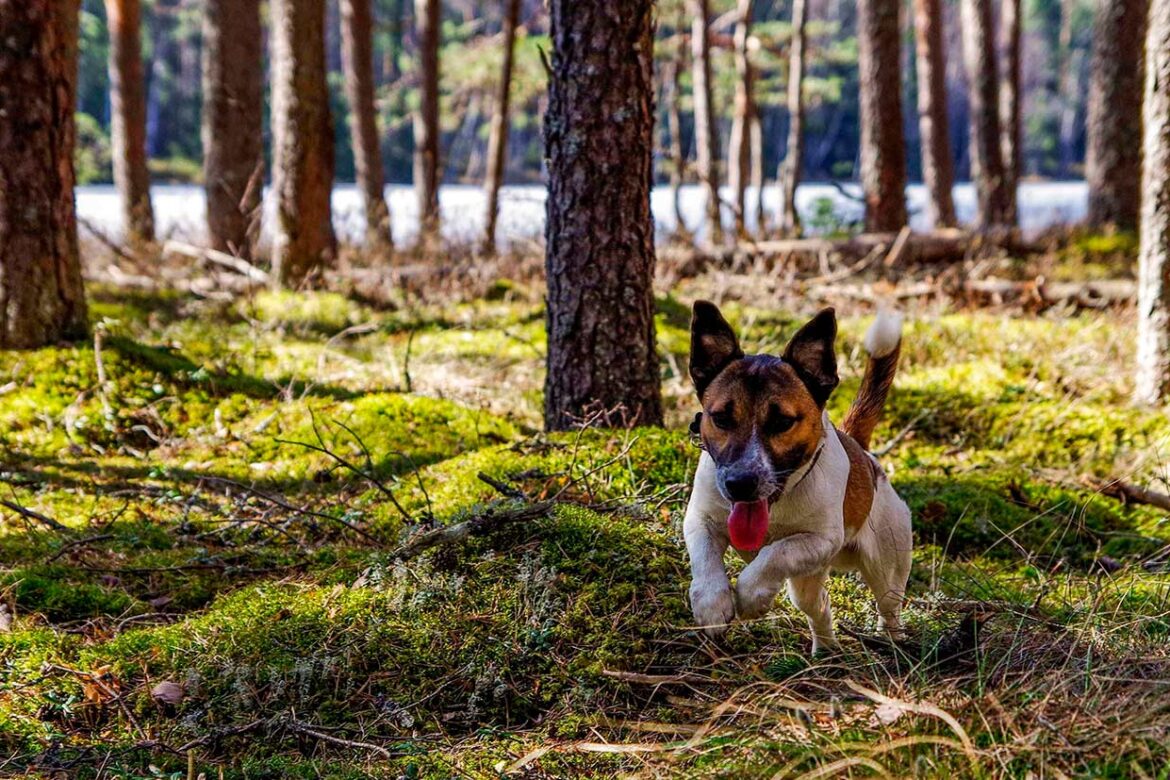 Jack Russel a correr pelo pinhal.