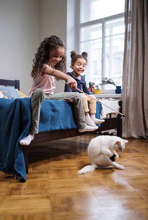 As Atividades Físicas para Gatos