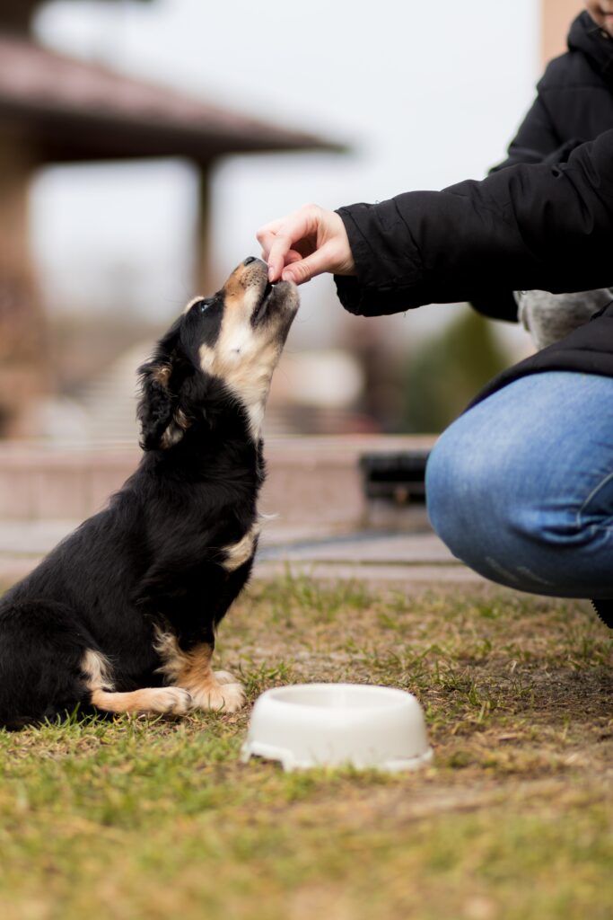 melhores marcas de ração para cão