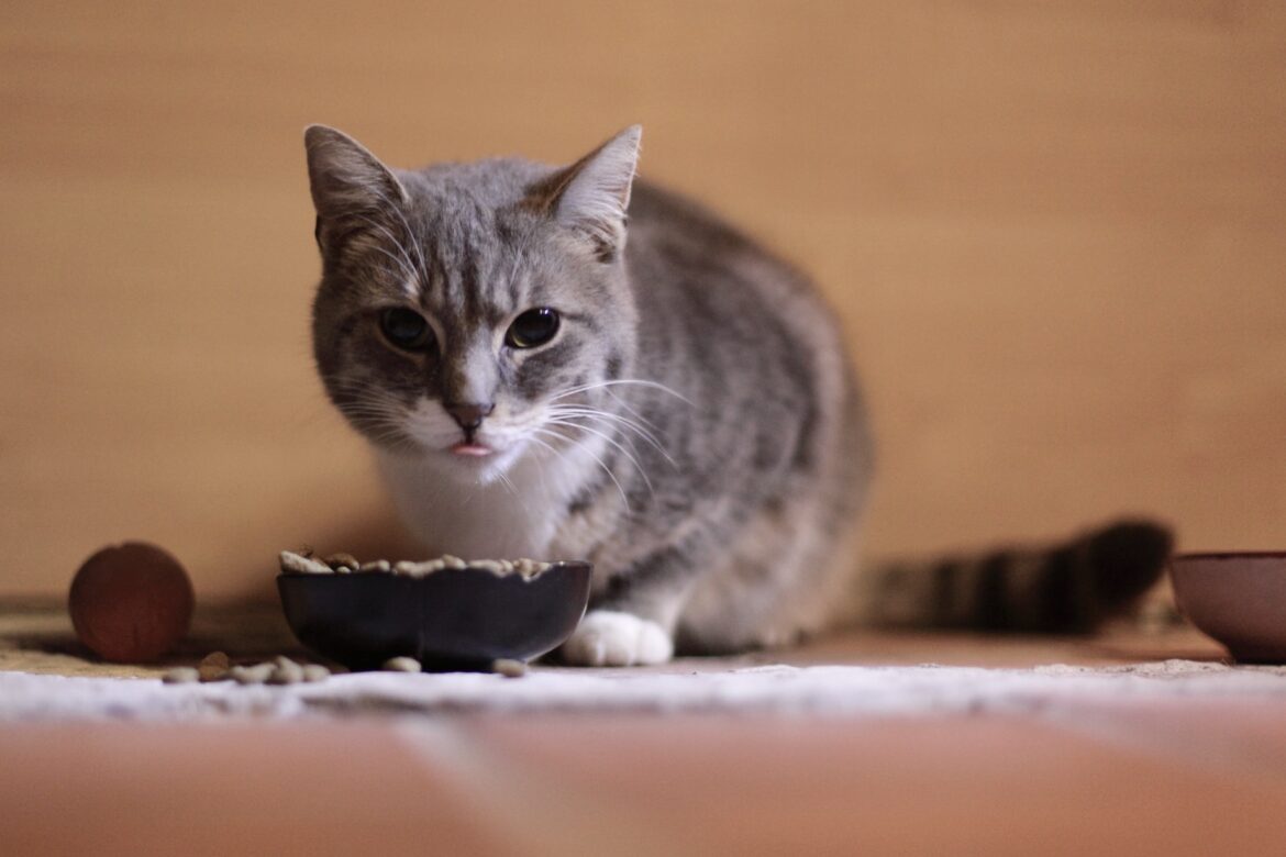 Gato a comer ração!