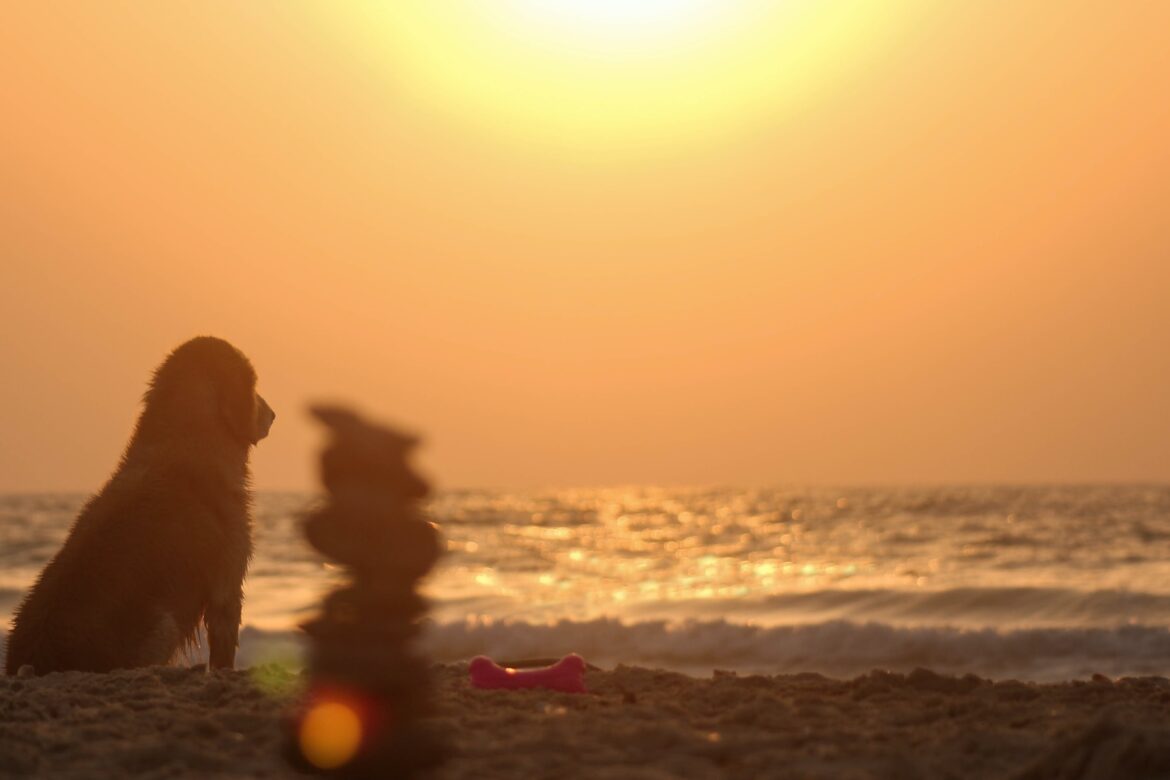 Cão na praia ao pôr-do-sol