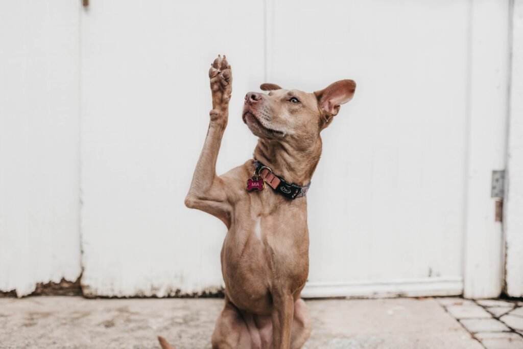 camylla battani AoqgGAqrLpU unsplash 10 dicas para manter o seu cão mais saudável e feliz