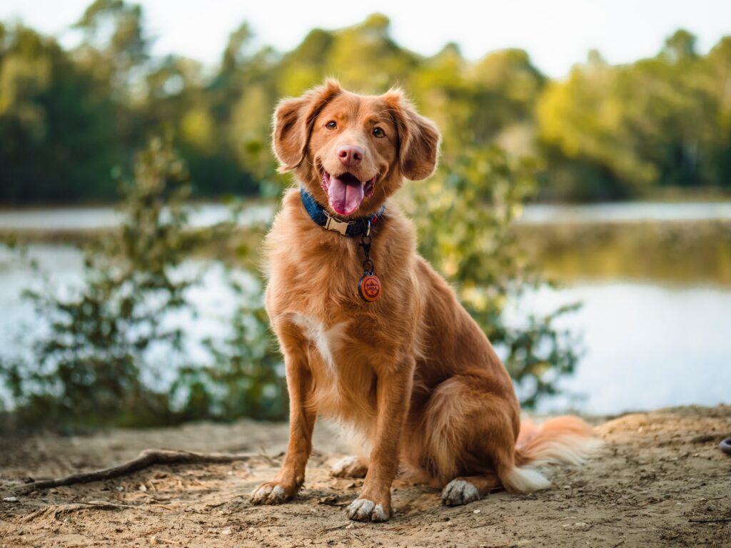 10 dicas para manter o seu cão mais saudável e feliz