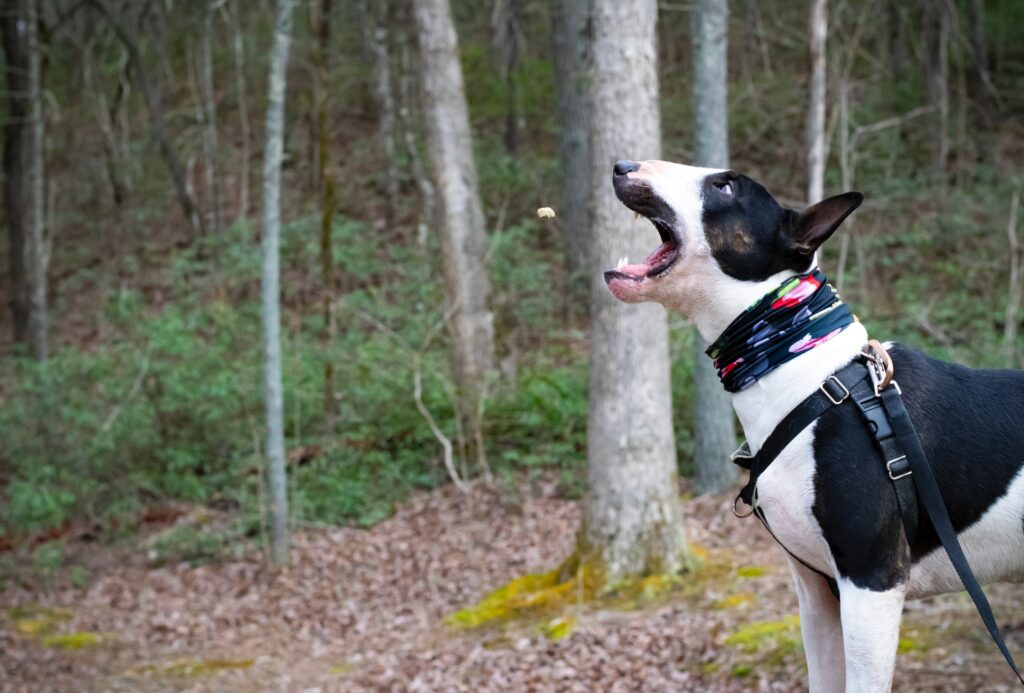 10 dicas para manter o seu cão mais saudável e feliz