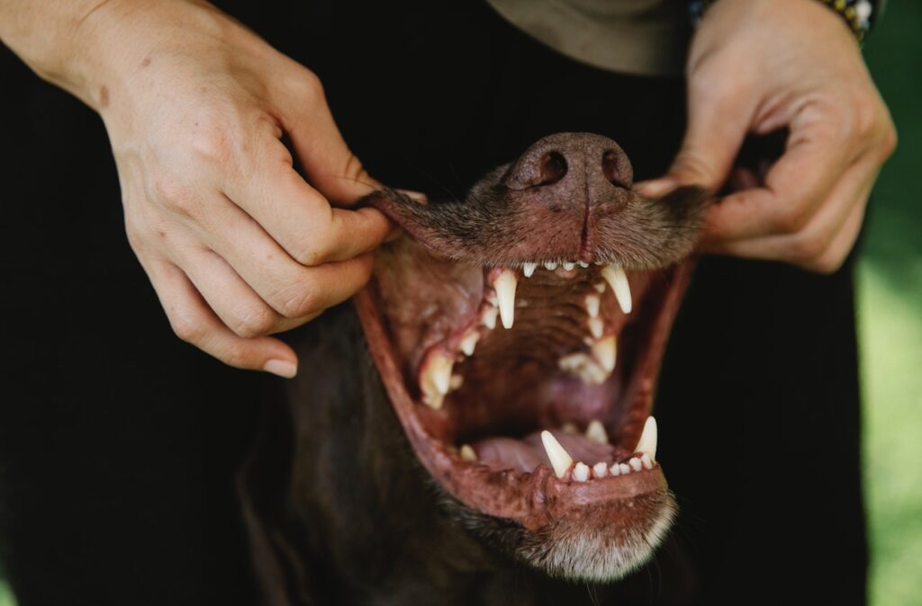 pexels blue bird 7210337 10 dicas para manter o seu cão mais saudável e feliz