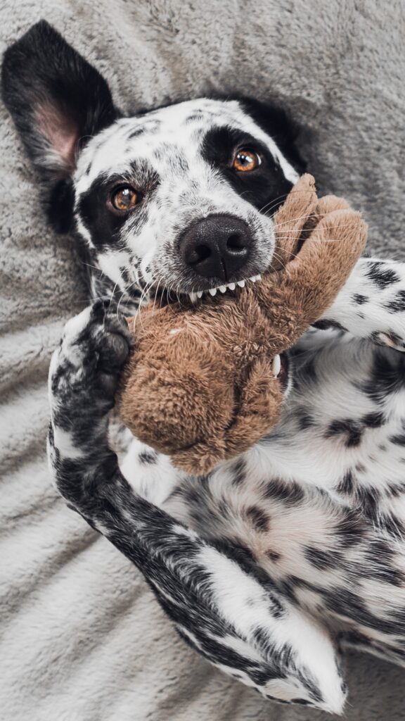 rafael forseck qVfSbJjtocI unsplash 10 dicas para manter o seu cão mais saudável e feliz