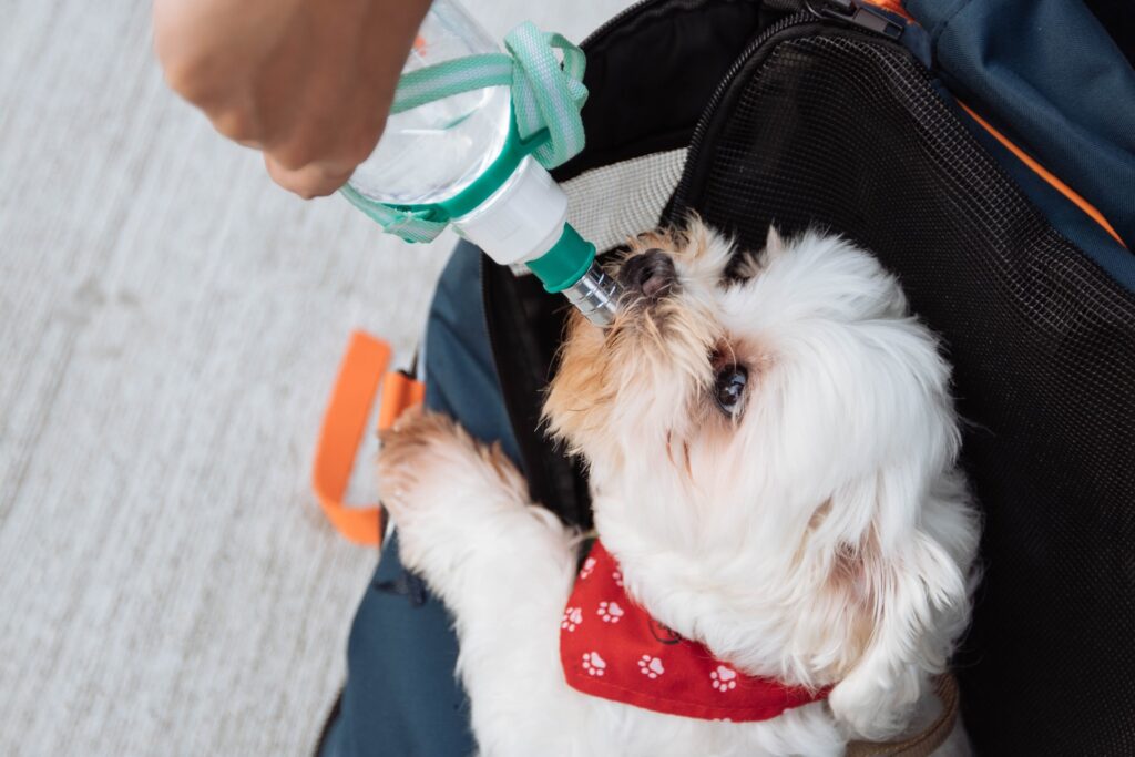 treddy chen F94kUL8aQGA unsplash 10 dicas para manter o seu cão mais saudável e feliz