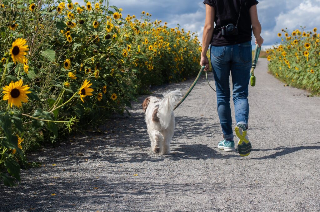 delphine beausoleil byFmFcBqPNY unsplash 10 Dicas de como treinar um cão