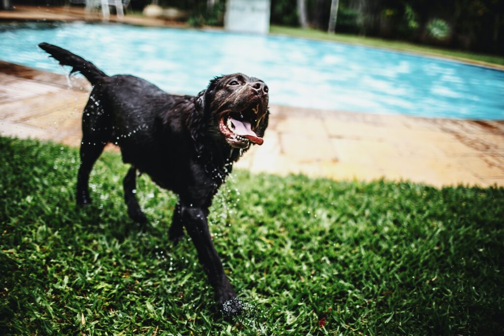 helena lopes dFA1SeFtac0 unsplash 10 Dicas de como treinar um cão