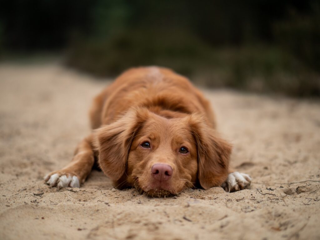 jamie street EdlNaRhg9ik unsplash 10 Dicas de como treinar um cão