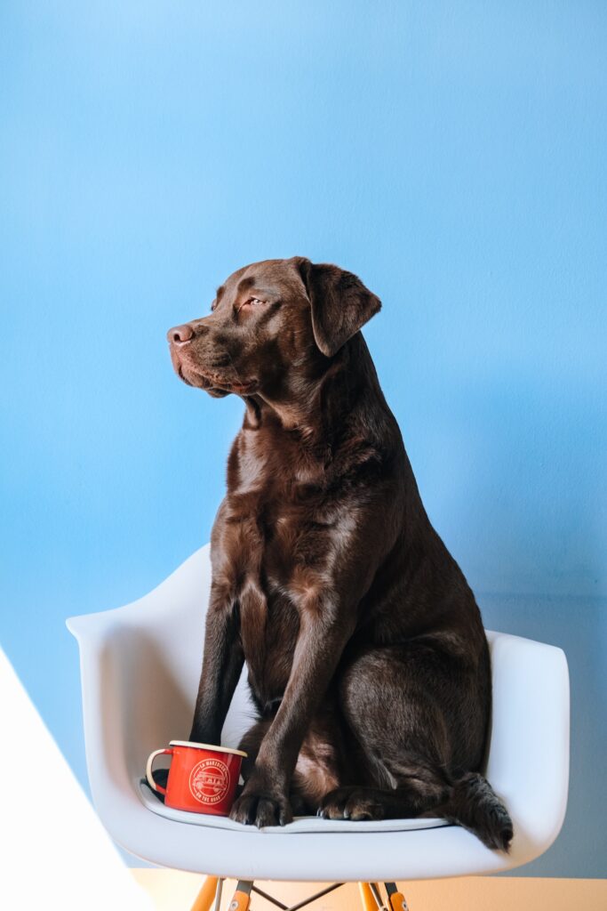 lucrezia carnelos 8dZRksE0lEg unsplash 10 Dicas de como treinar um cão