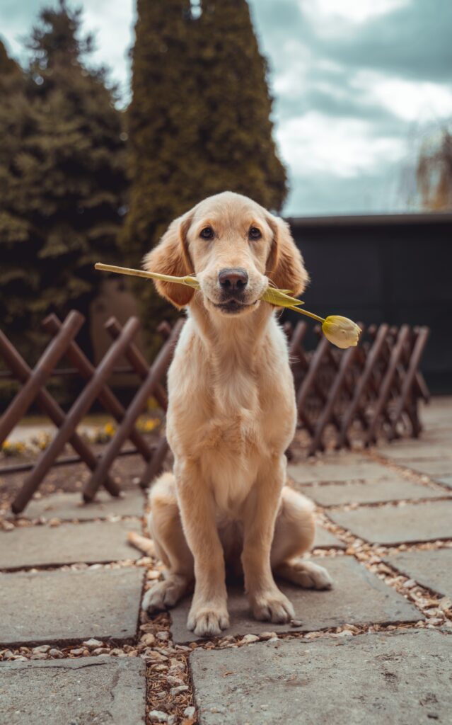 richard brutyo Sg3XwuEpybU unsplash 10 Dicas de como treinar um cão