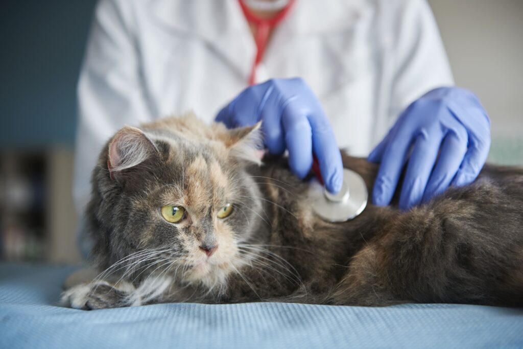  idade para esterilizar gatos