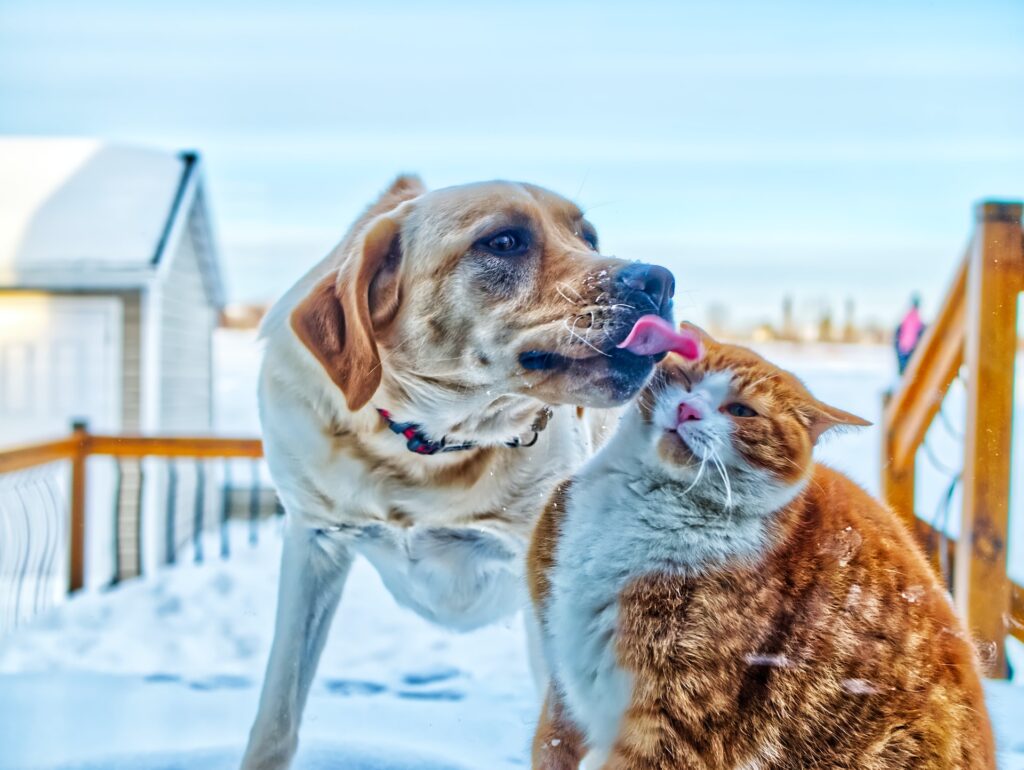 prendas para cão e gato no dia dos namorados