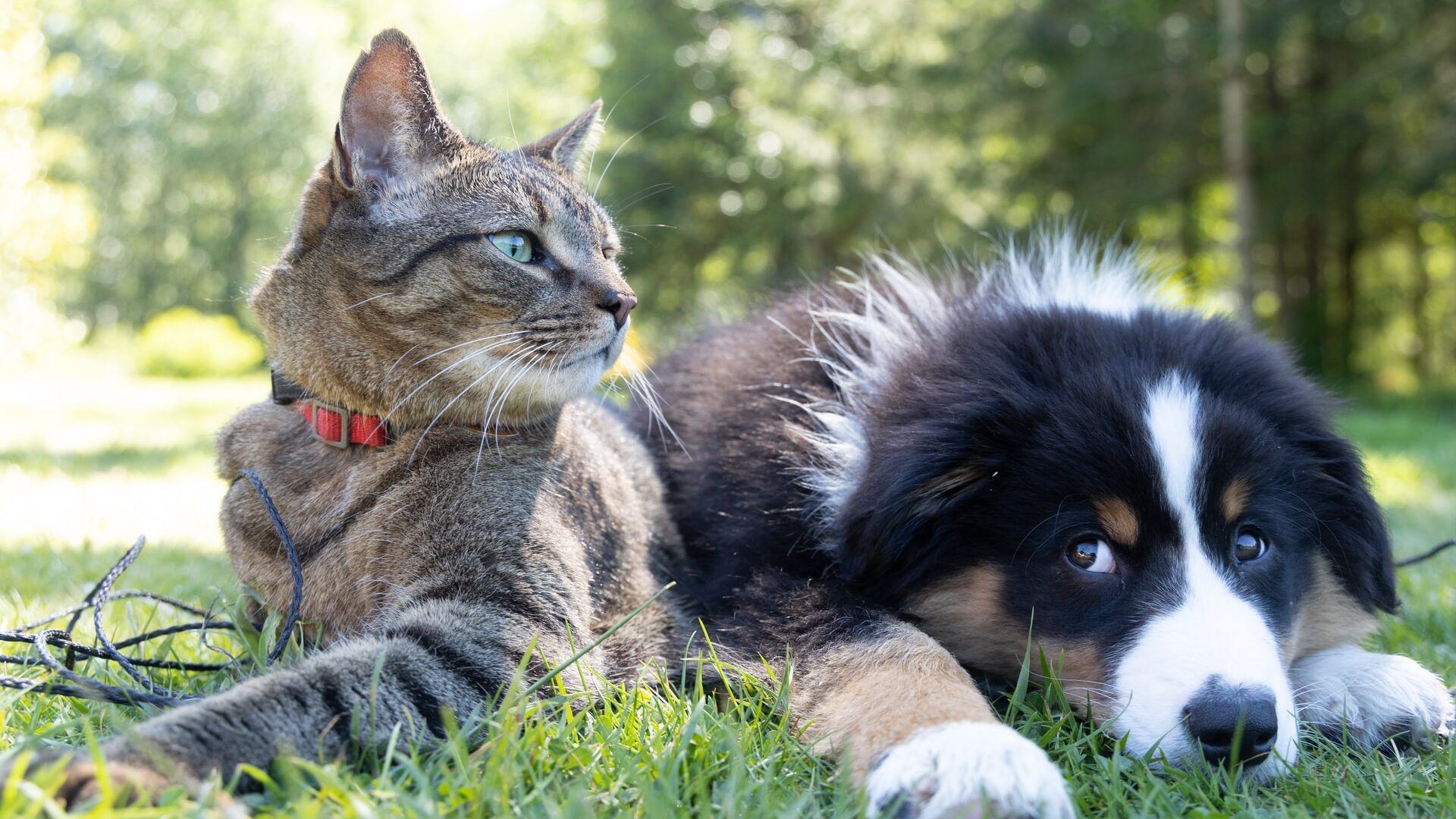 Alergias alimentares em cães e gatos