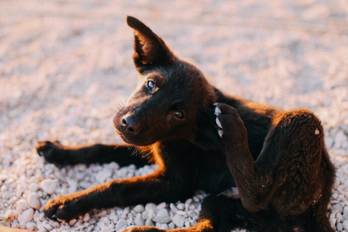 pexels rachel claire 6125775 Alergias alimentares em cães e gatos