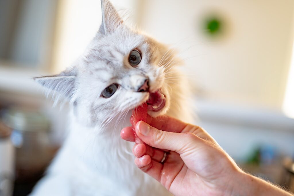 piotr musiol LNkHqNRwtkM unsplash Alergias alimentares em cães e gatos