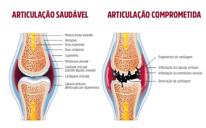 problemas articulares em cães e gatos