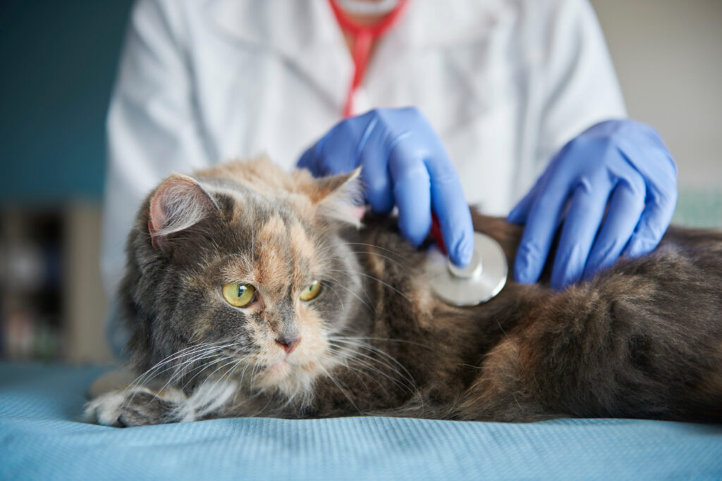 Problemas articulares em cães e gatos