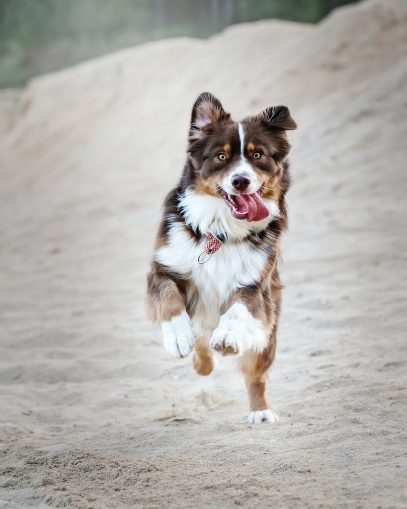 josephine menge h7VBJRBcieM unsplash 3 Problemas articulares em cães e gatos  