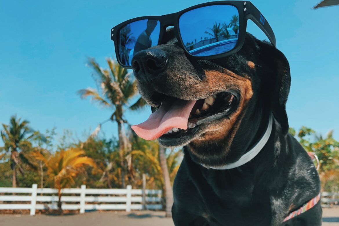 mel elias hhegBj6iJ5E unsplash Como cuidar do seu cão no verão? Veja estas 10 dicas