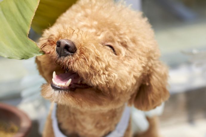 Como manter a higiene oral dos cães