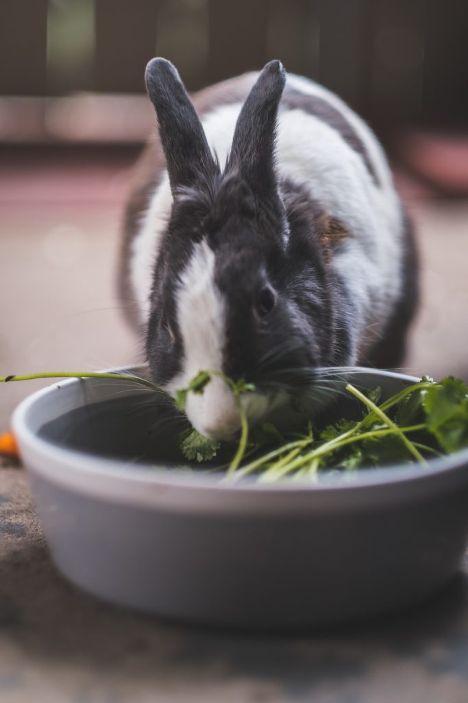 melhor comida para coelhos