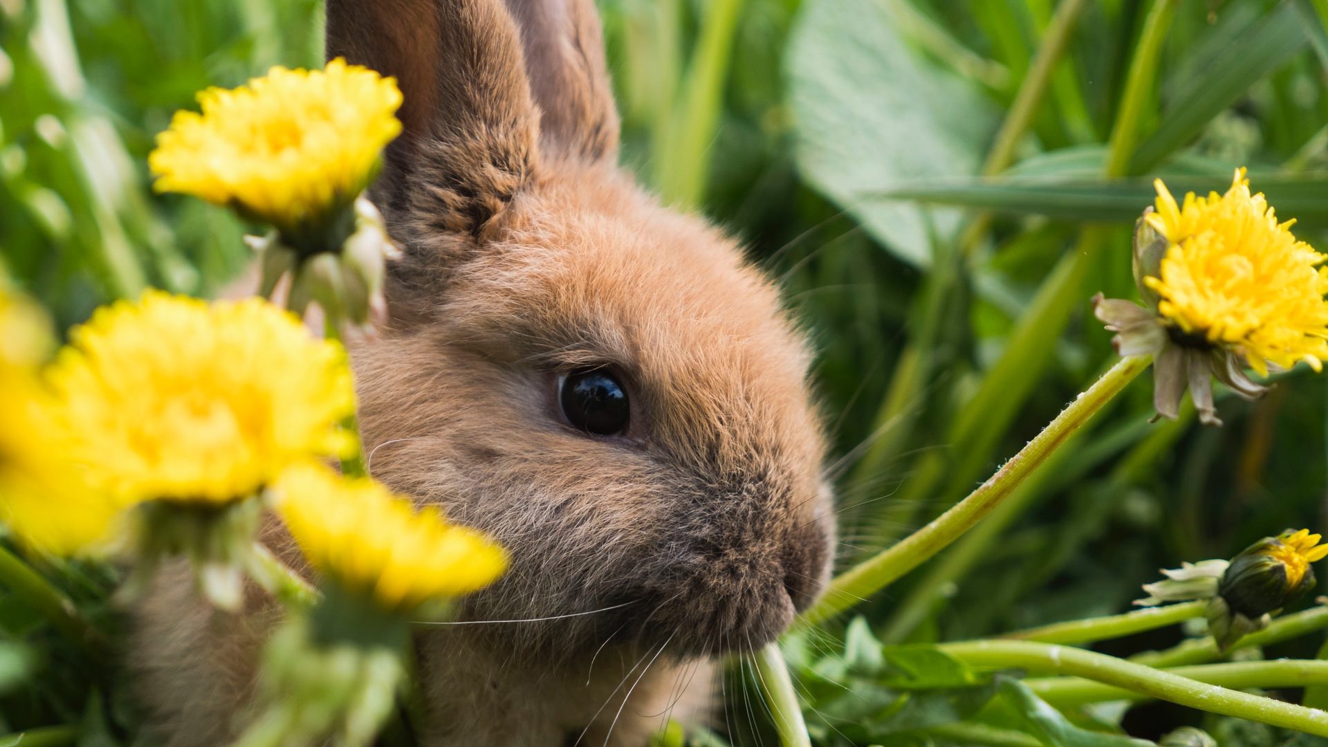 sgalagaev TfYfAab631Y unsplash edited Qual a melhor comida para coelhos