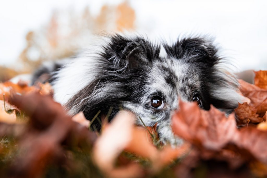 andrea brataas P60 0Rki4X4 unsplash 10 curiosidades sobre os cães