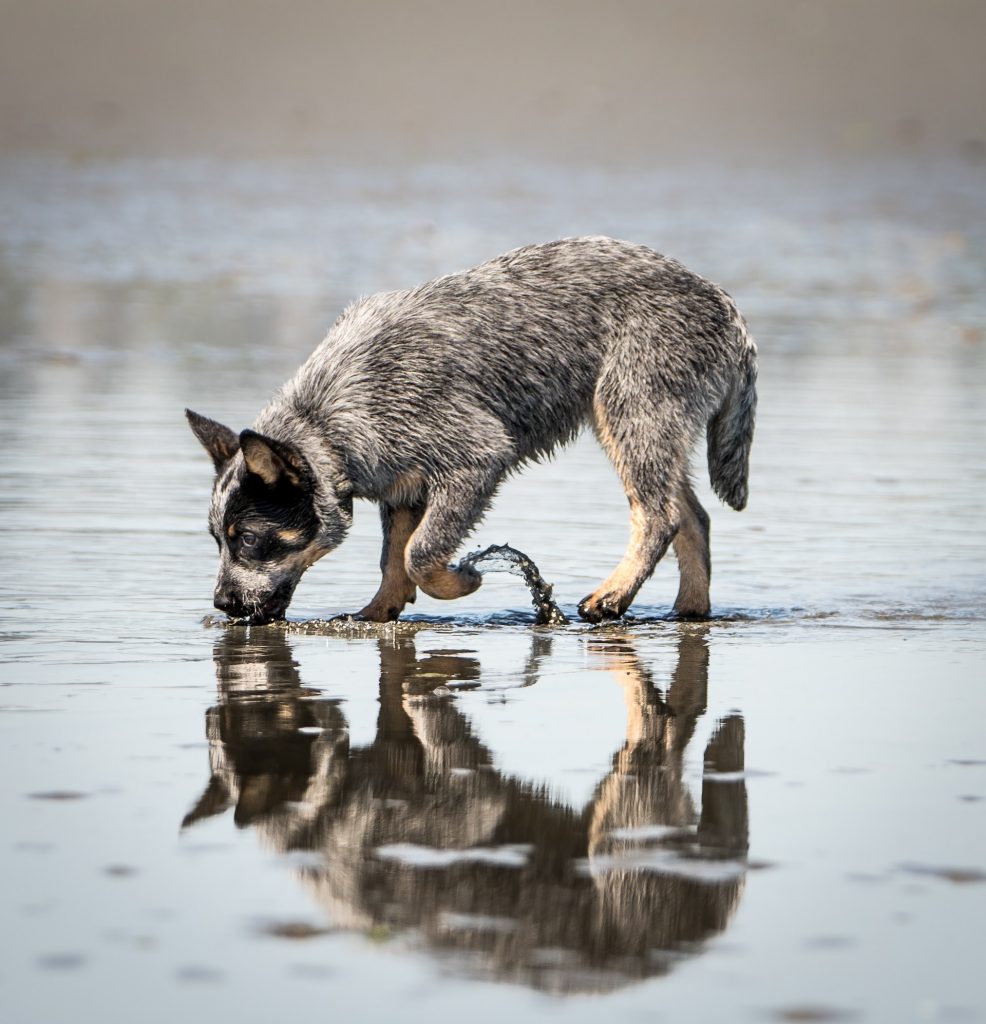 judi neumeyer DDb75IJvL5c unsplash 10 curiosidades sobre os cães