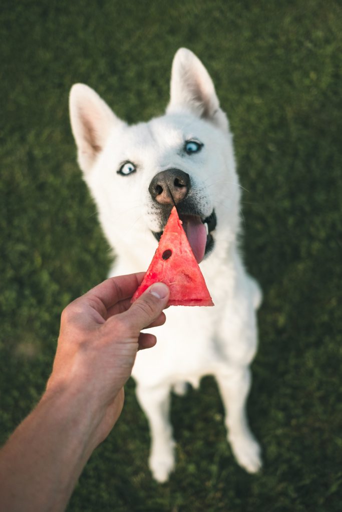 10 curiosidades sobre os cães