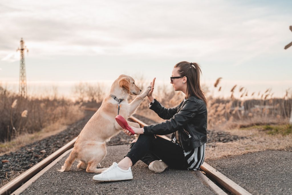 richard brutyo xvYxGcwFvuE unsplash 1 10 curiosidades sobre os cães