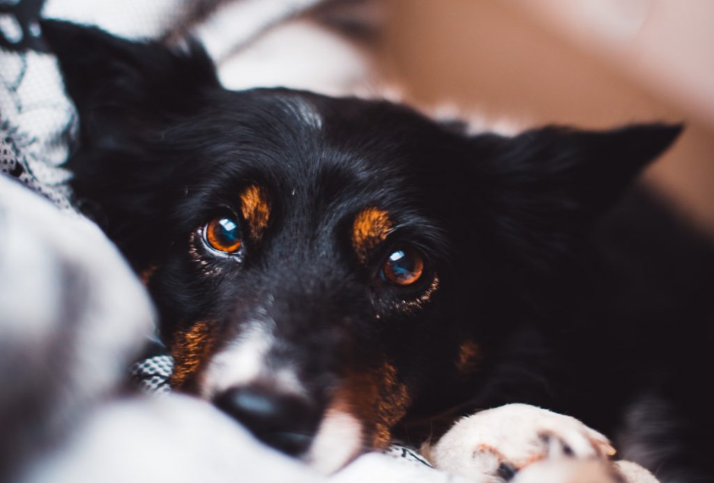 simon hesthaven bndLUrQuzf8 unsplash 10 curiosidades sobre os cães