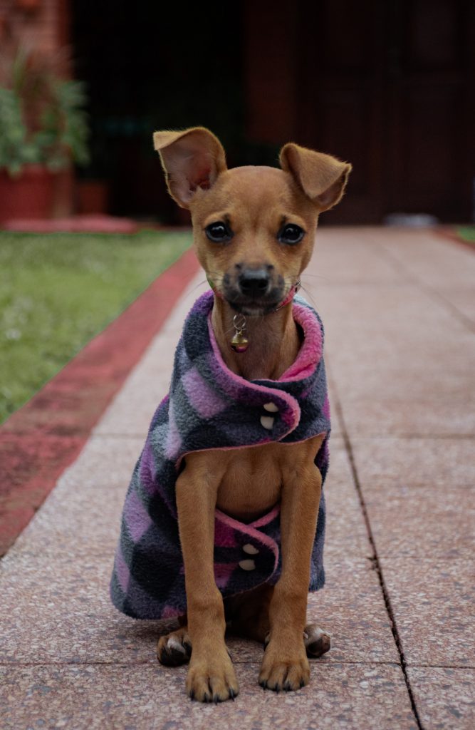 dahiana waszaj 4aP0GWUP4Gg unsplash 1 6 dicas para cuidar do seu cão no inverno