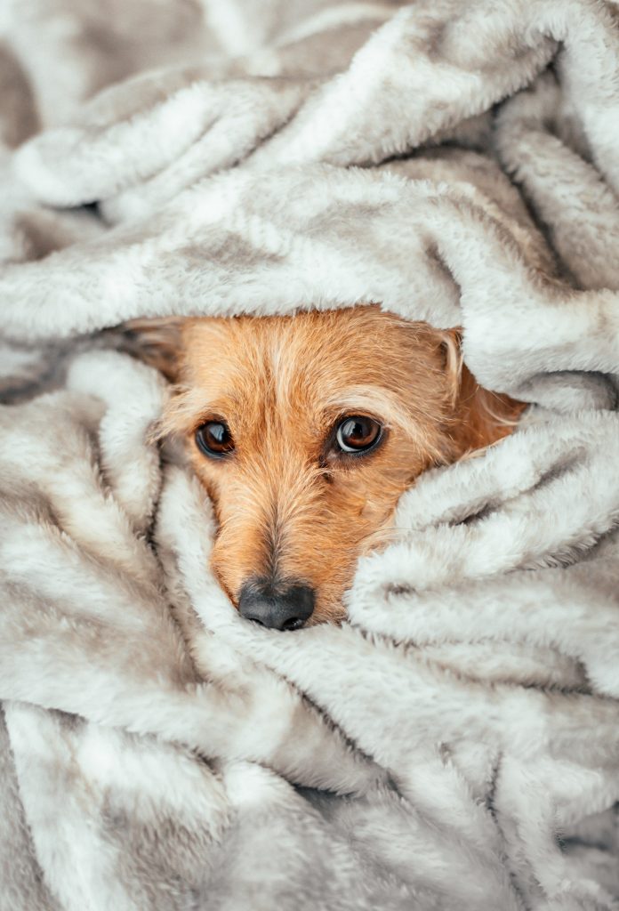 jefferson sees CjBAwPZg3E8 unsplash 1 6 dicas para cuidar do seu cão no inverno