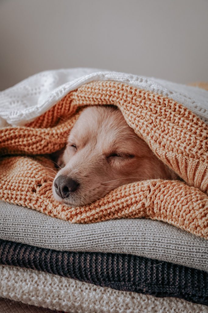 Proteger o seu cão do frio