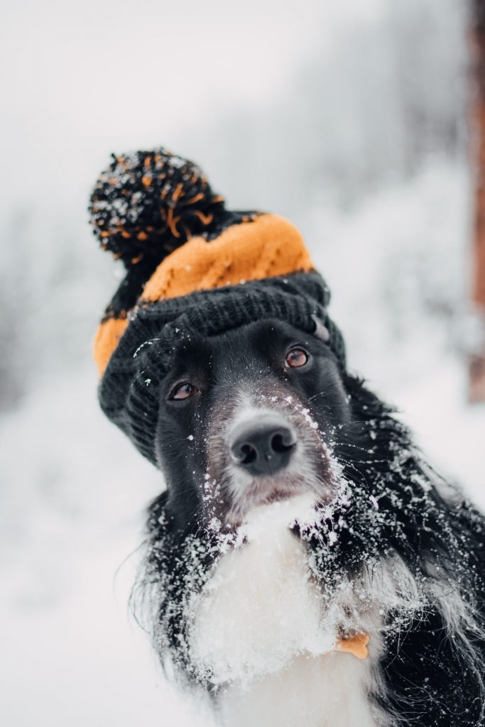 tadeusz lakota eV iPlkHwgQ unsplash 1 6 dicas para cuidar do seu cão no inverno