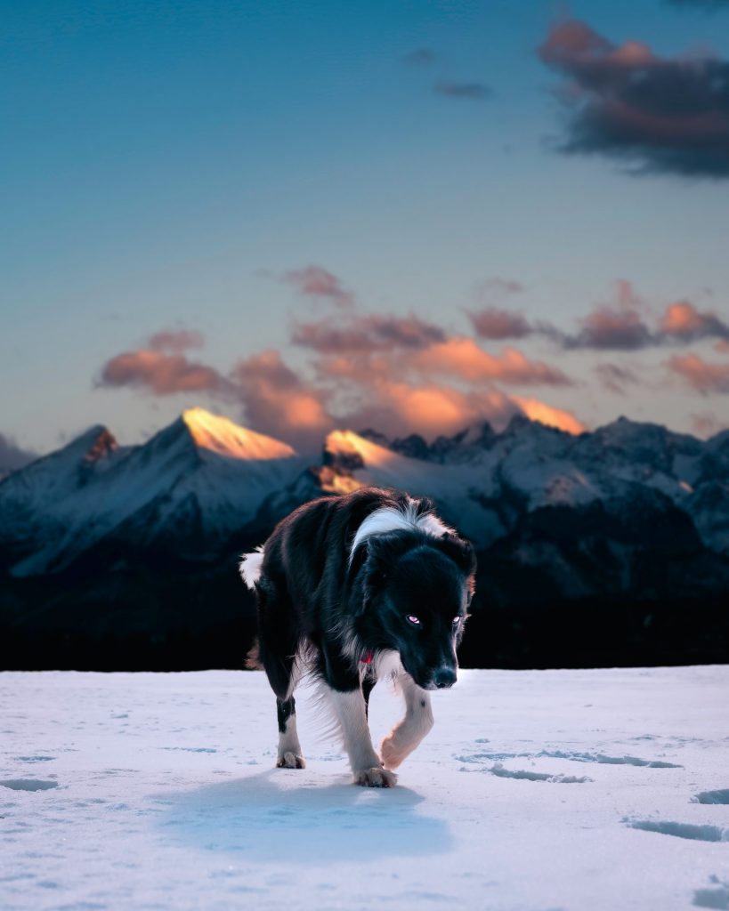 tadeusz lakota twR4Qaa1NcY unsplash 1 6 dicas para cuidar do seu cão no inverno