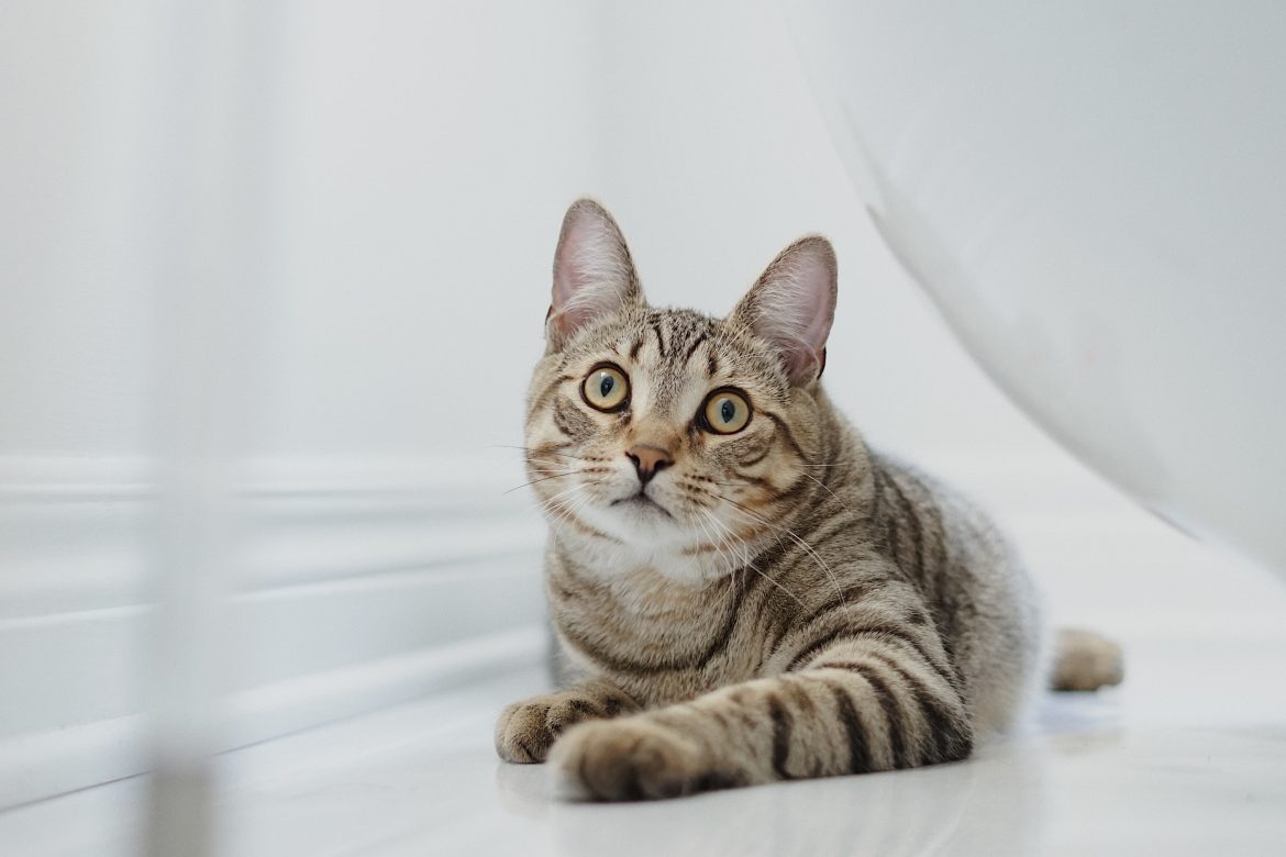 mathilde langevin xMtLwR5jv M unsplash Qual é a idade para esterilizar gatos?